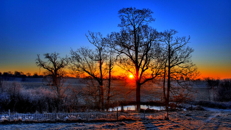 Bare Trees at Sunrise