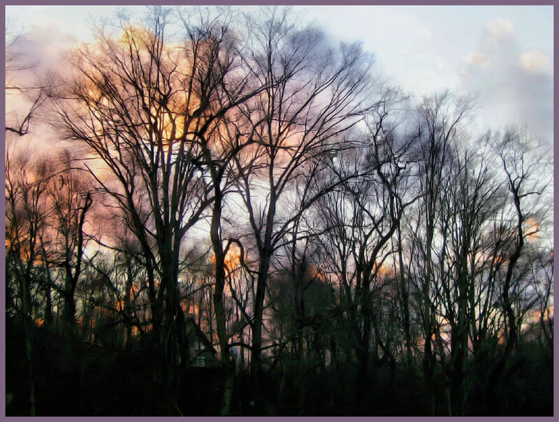 Bare Trees at Sunset