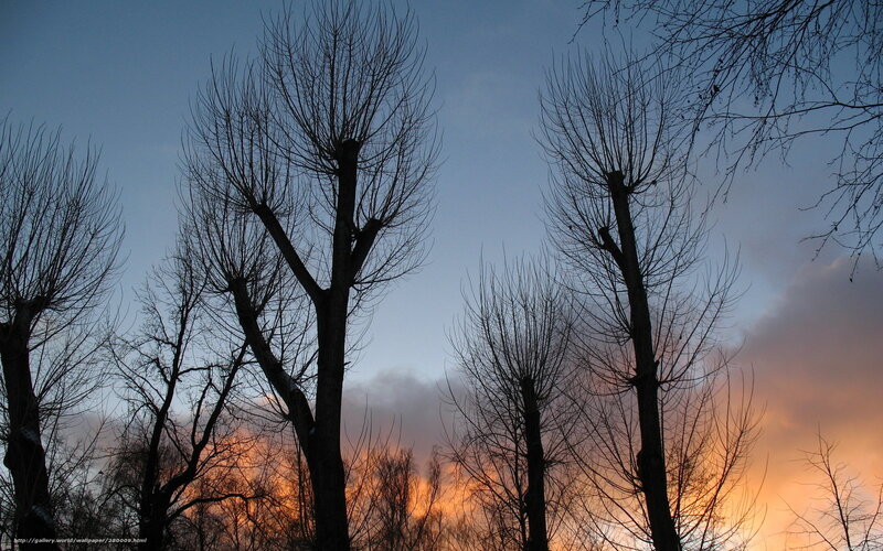 Bare Trees at Sunset — Blue