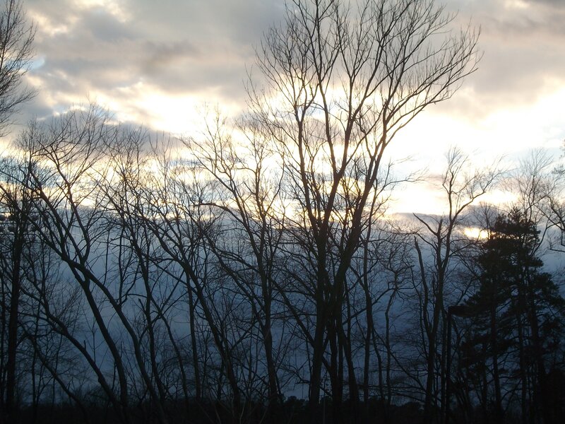 Bare Trees at Sunset — Gray, Dramatic