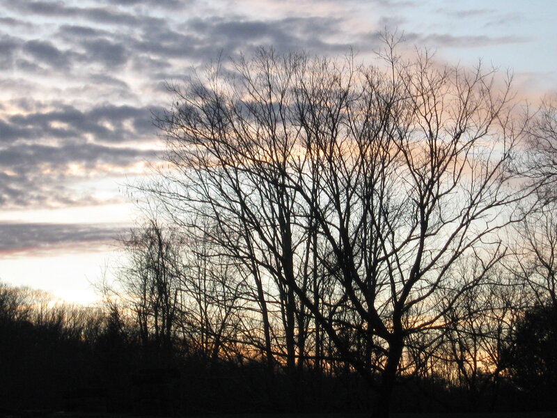 Bare Trees at Sunset — Gray