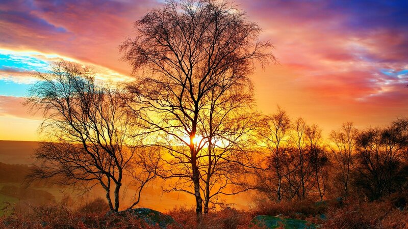 Bare Trees at Sunset — Orange, Dramatic, Photograph