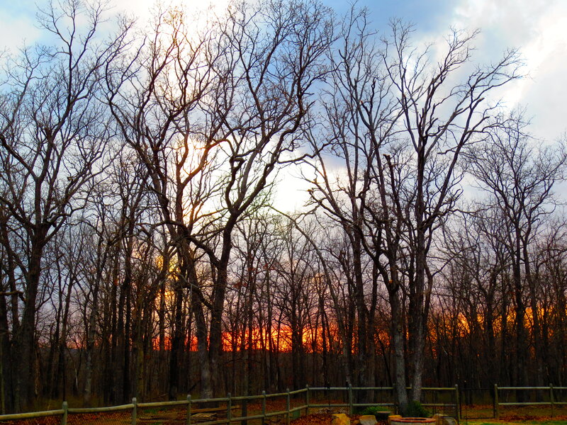 Bare Trees at Sunset — Orange, Dramatic