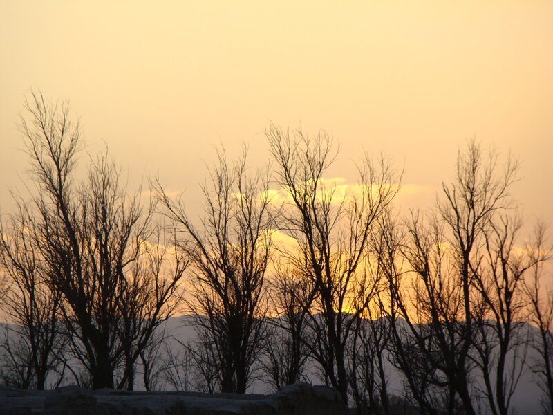 Bare Trees at Sunset — Orange, Serene, Photograph, Mountains