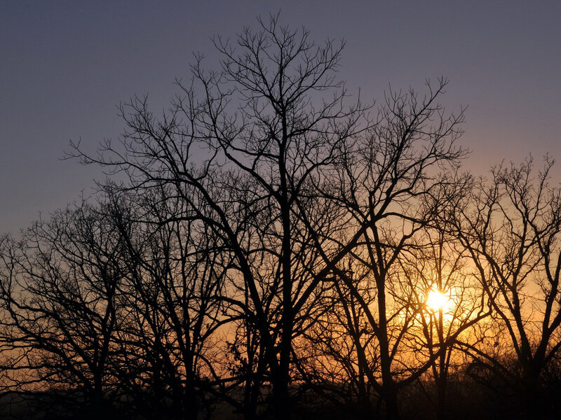 Bare Trees at Sunset — Orange, Serene