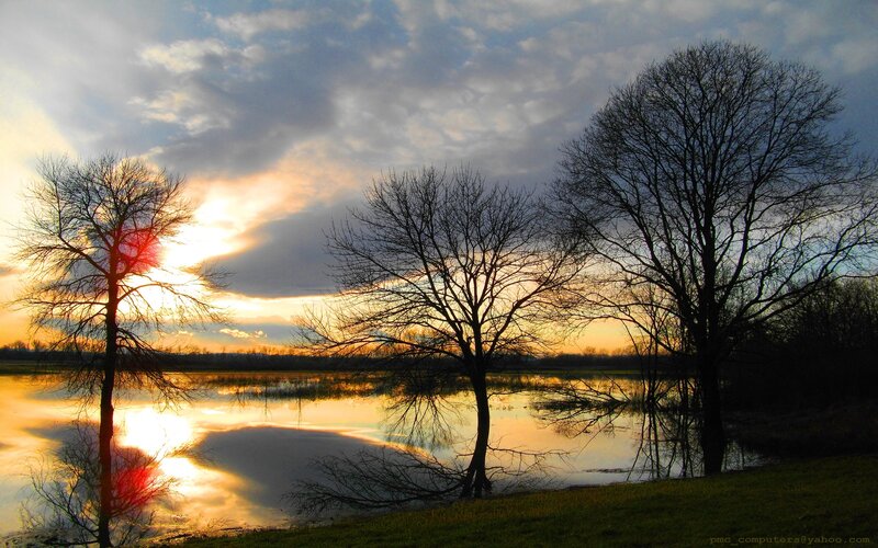 Bare Trees at Sunset — Orange