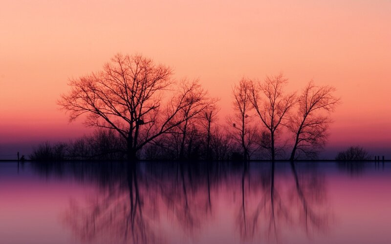 Bare Trees at Sunset — Pink, Serene, Photograph