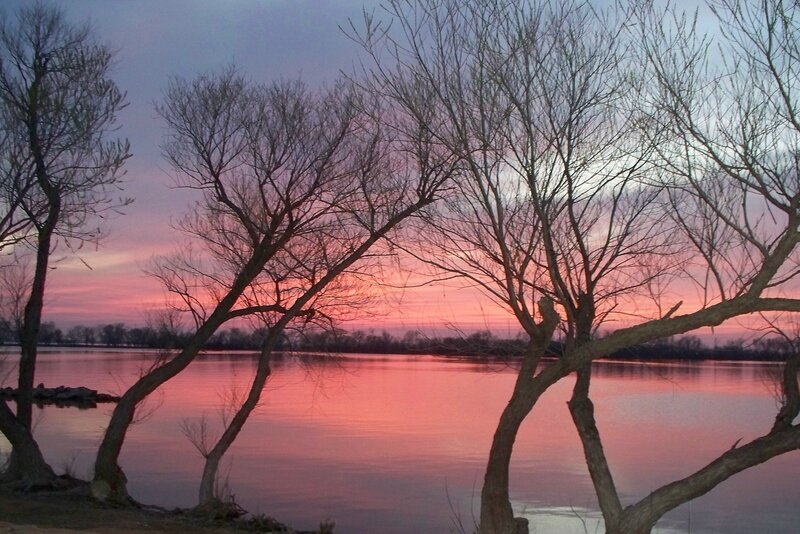 Bare Trees at Sunset — Pink
