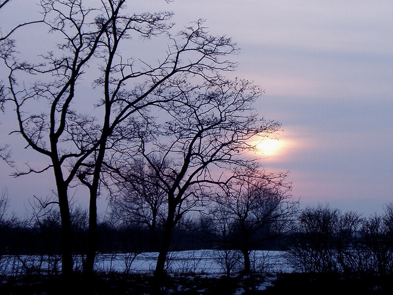 Bare Trees at Sunset — Purple, Serene, Photograph