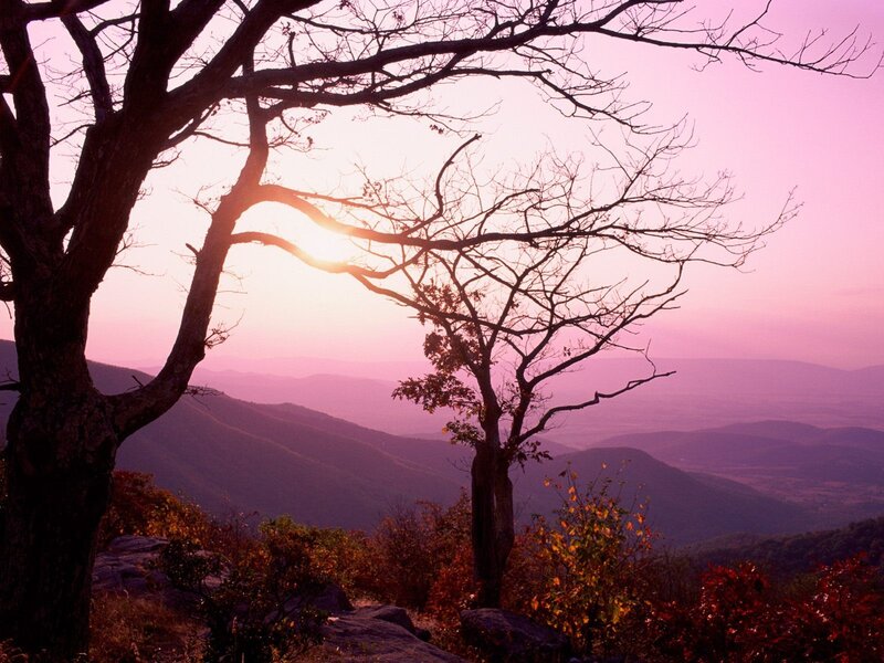 Bare Trees at Sunset — Purple, Serene