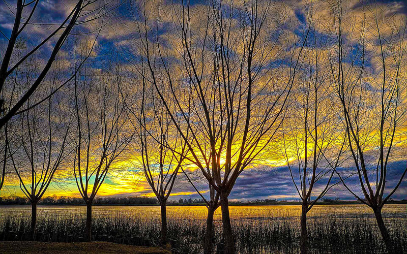 Bare Trees at Sunset — Yellow, Dramatic, Photograph