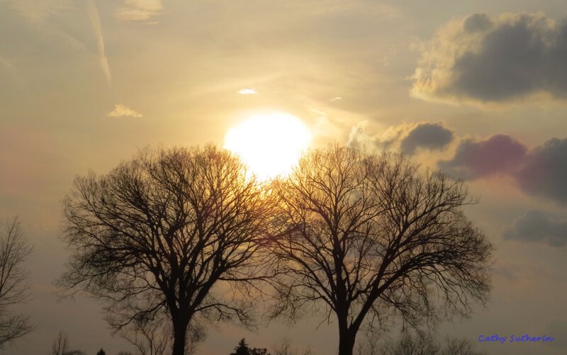 Bare Trees at Sunset — Yellow, Serene
