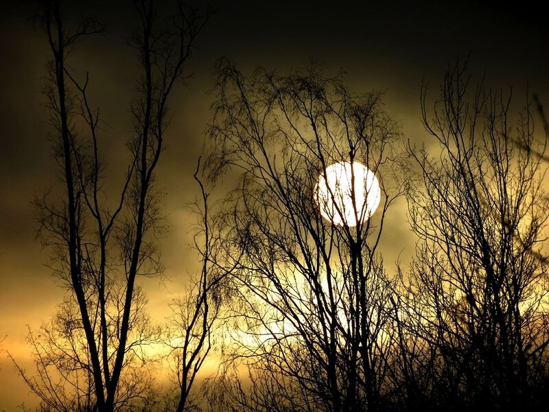 Bare Trees at Sunset — Yellow