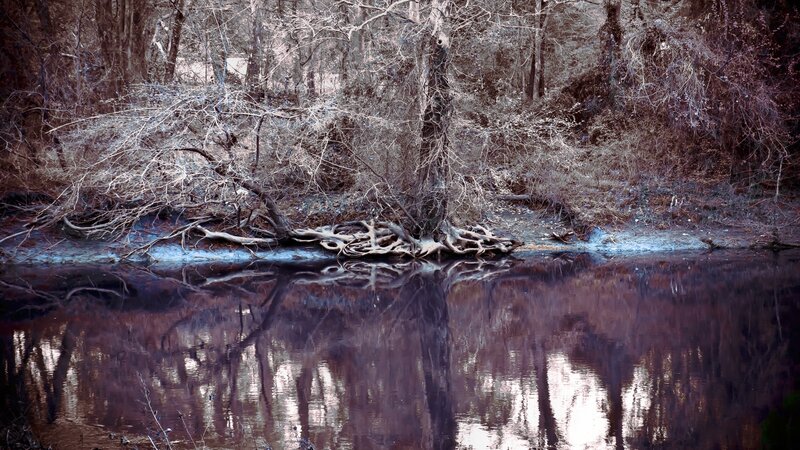 Bare trees by a calm river