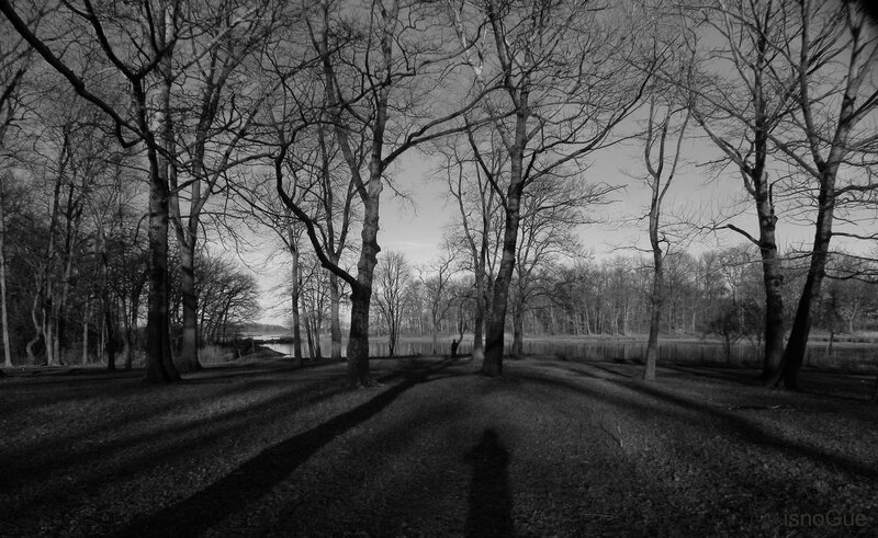 Bare trees by a lake
