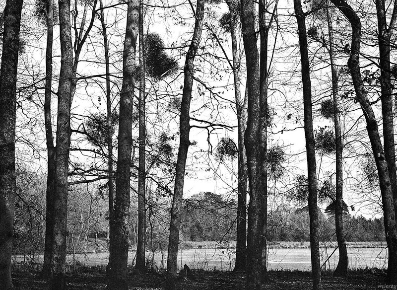 Bare trees by a lake