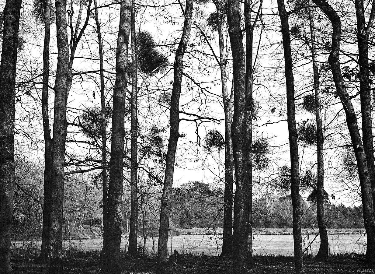 Bare trees by a lake