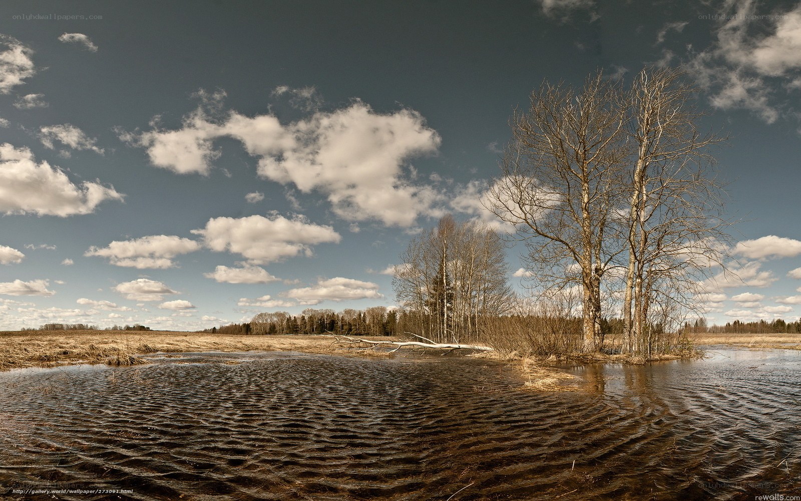 Bare Trees by a Marsh