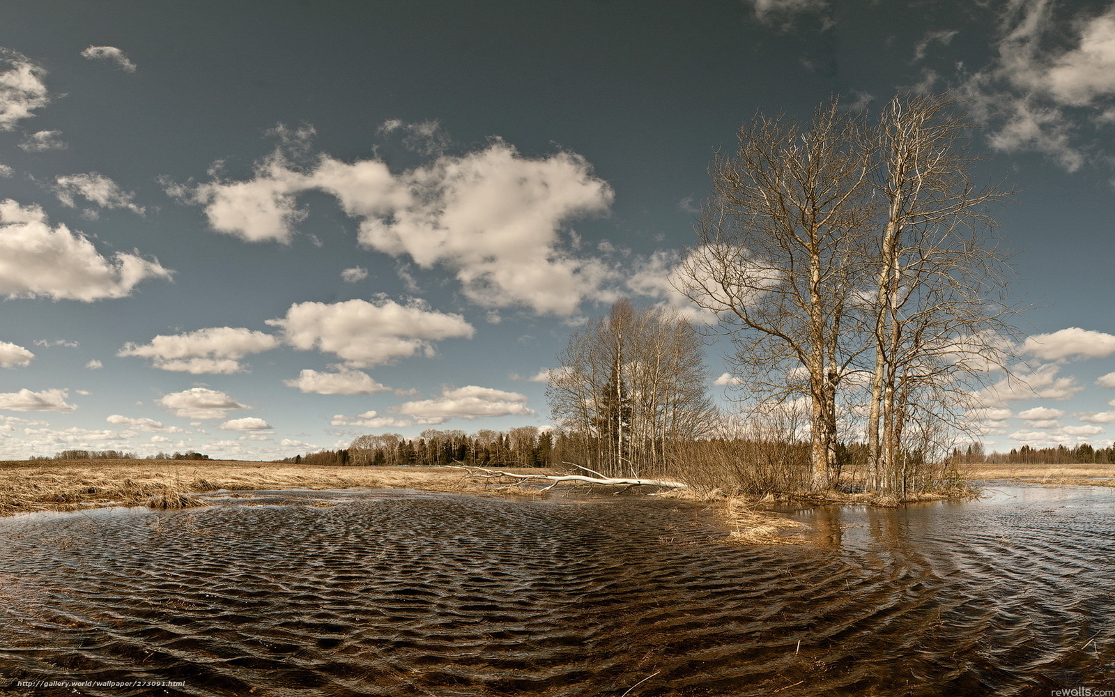 Bare Trees by a Marsh