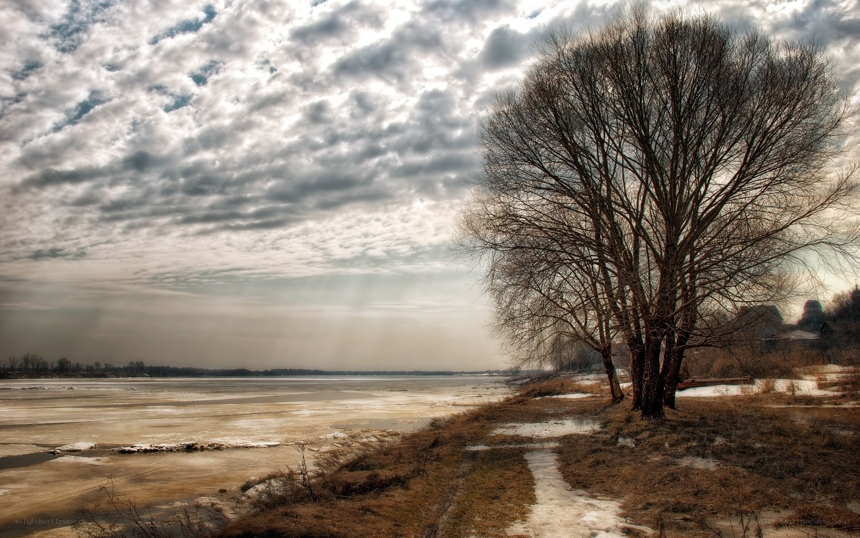 Bare trees by frozen river