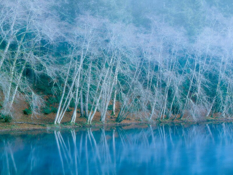 Bare Trees by Lake — Blue, Misty