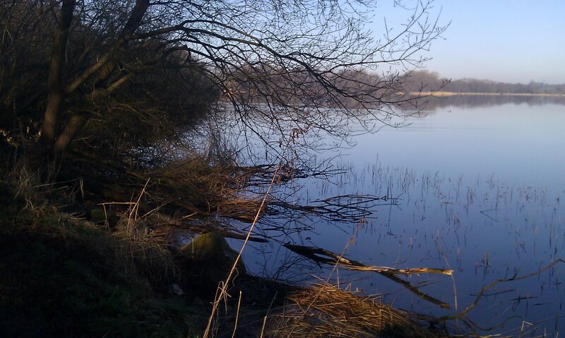 Bare Trees by Lake — Blue
