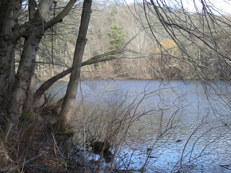 Bare Trees by Lake — Brown, Calm, Autumn
