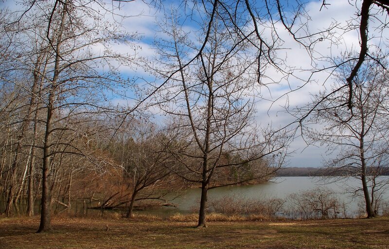 Bare Trees by Lake — Brown, Calm