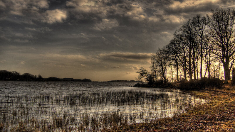 Bare Trees by Lake — Brown, Dramatic