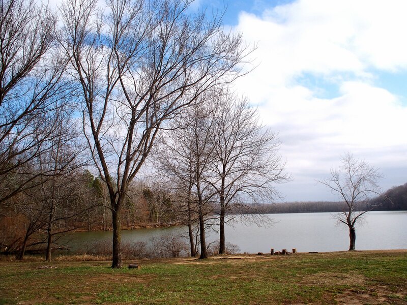 Bare Trees by Lake — Green