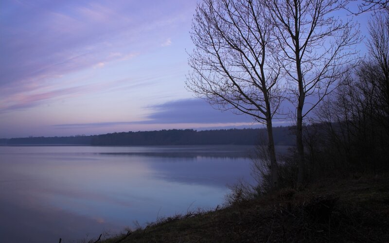 Bare Trees by Lake — Purple