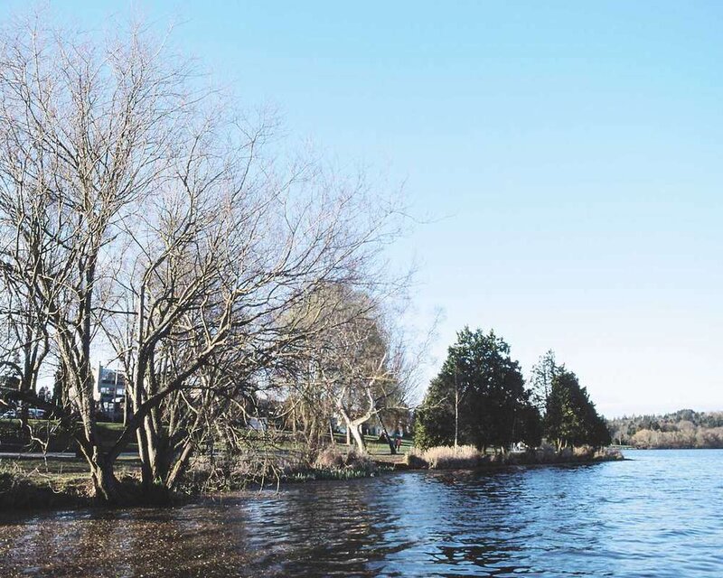 Bare Trees by Lake