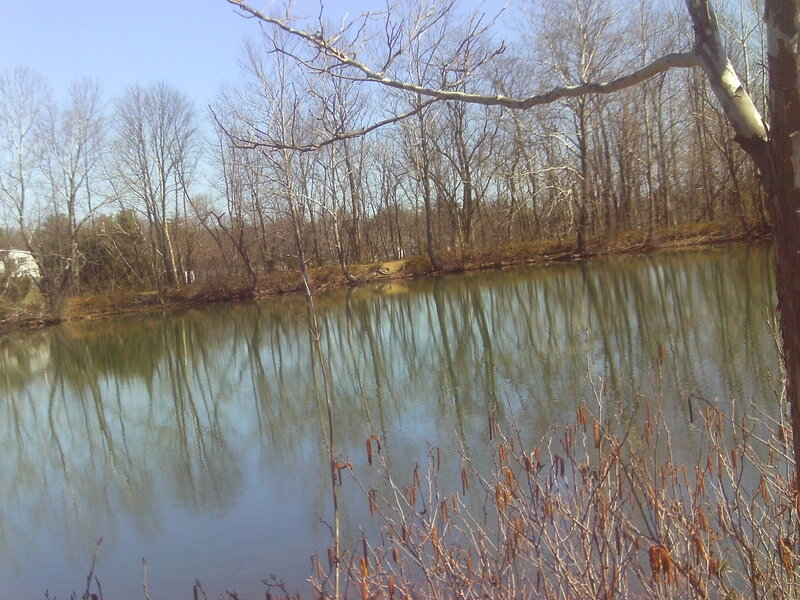 Bare Trees by Pond — Blue, Calm