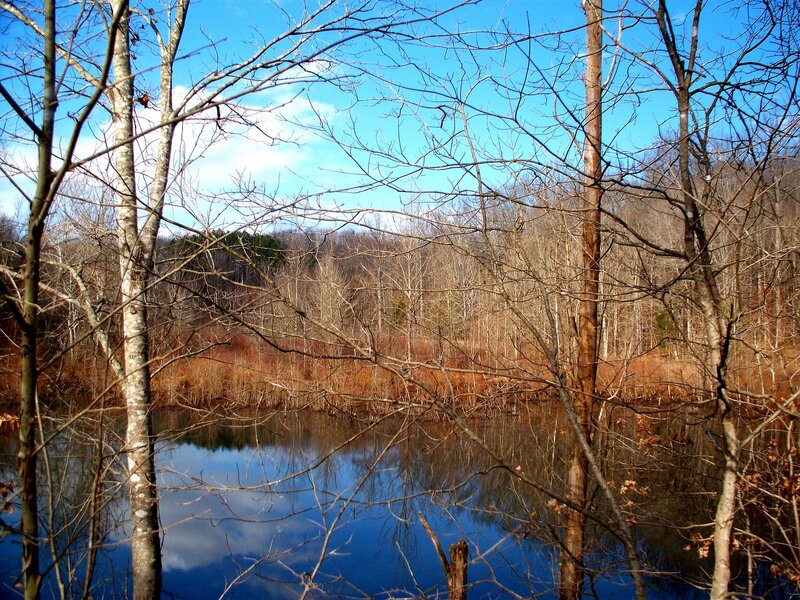 Bare Trees by Pond — Blue