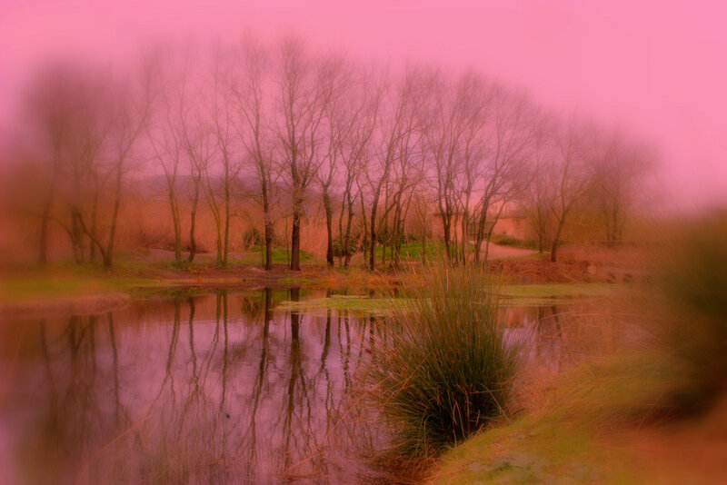 Bare Trees by Pond — Pink