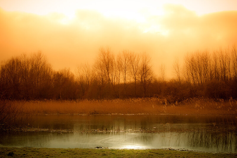 Bare Trees by Pond