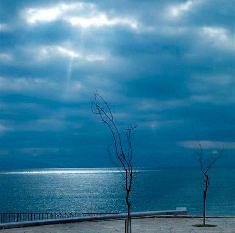Bare Trees by Sea