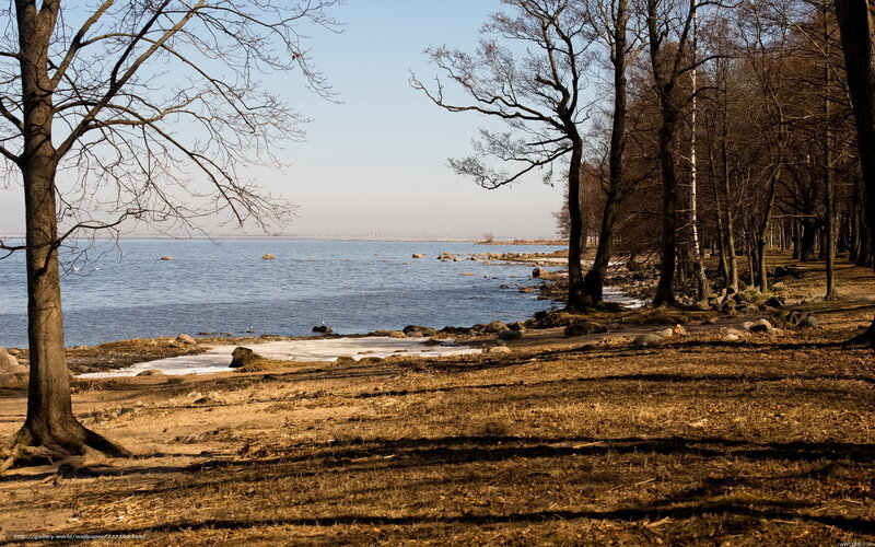 Bare trees by the water