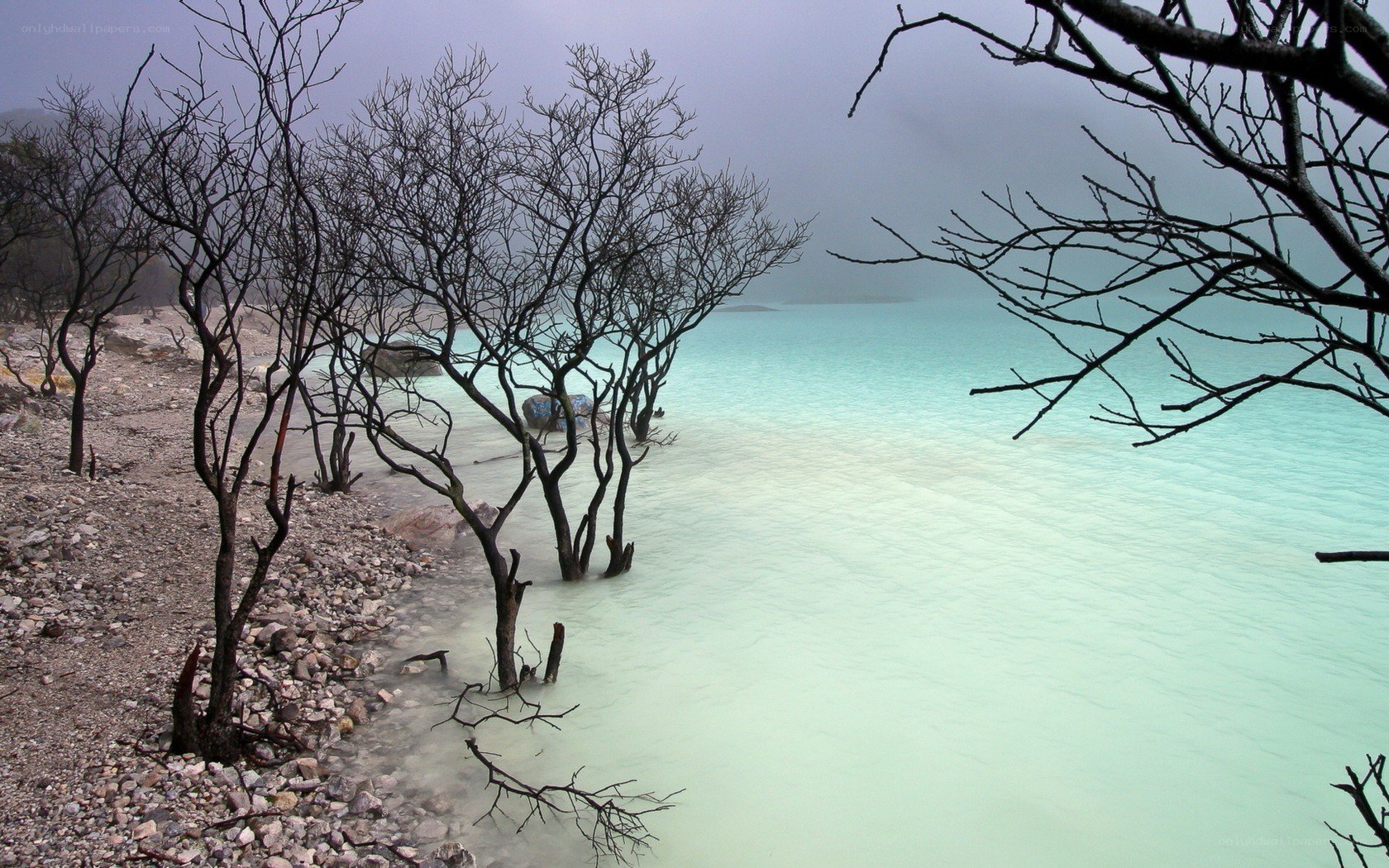 Bare trees by turquoise lake