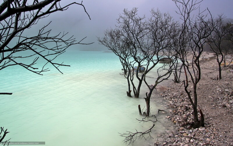 Bare Trees by Turquoise Lake