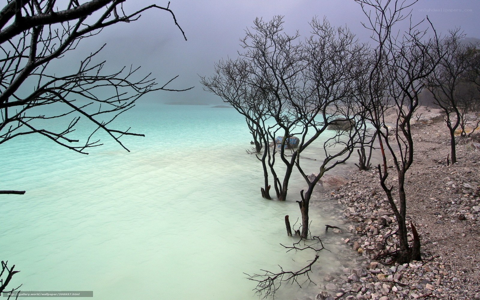 Bare Trees by Turquoise Lake