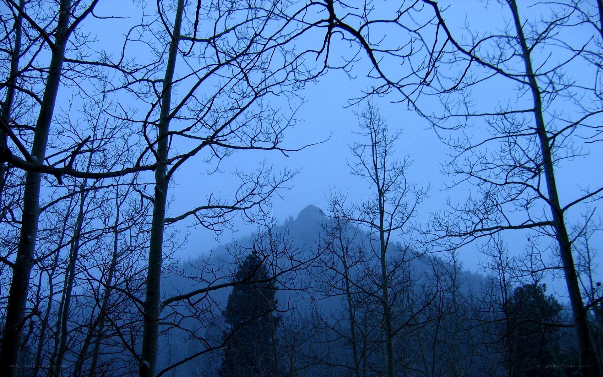 Bare trees frame a misty mountain