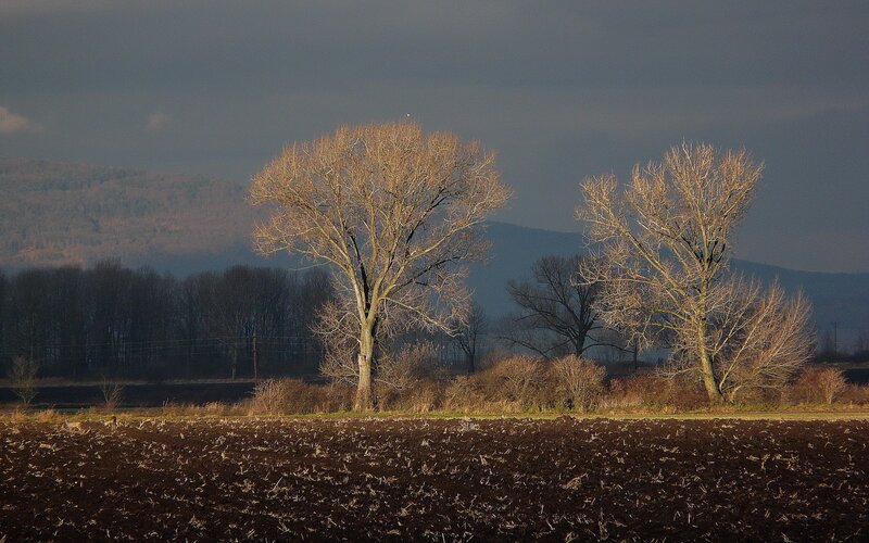 Bare trees in a field