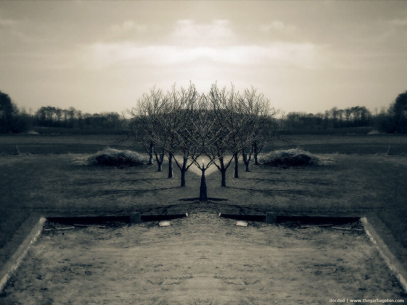 Bare Trees in a Field