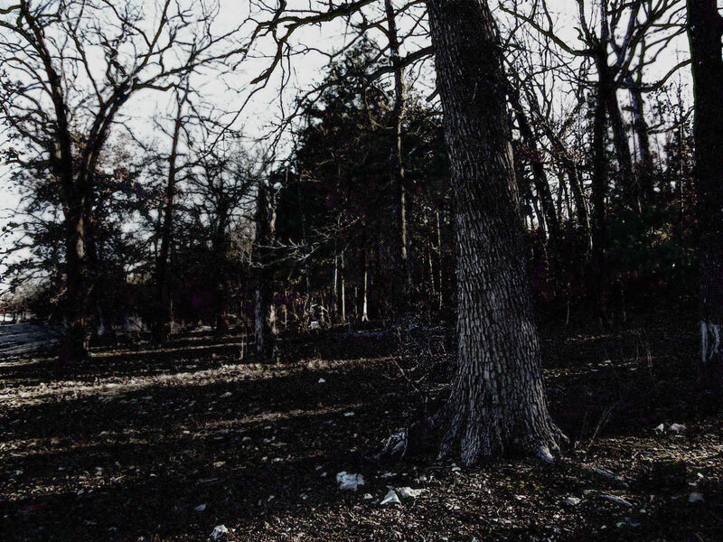 Bare trees in a forest