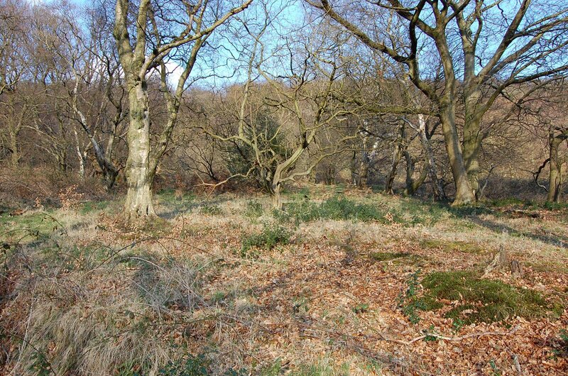Bare trees in a forest clearing