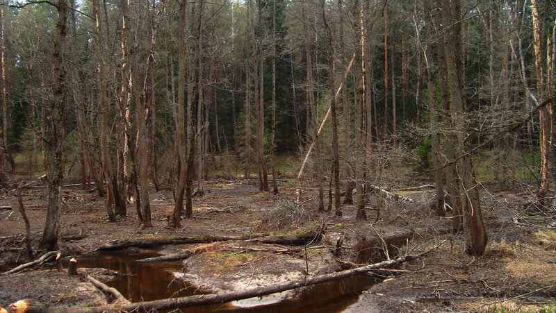 Bare trees in a forest swamp
