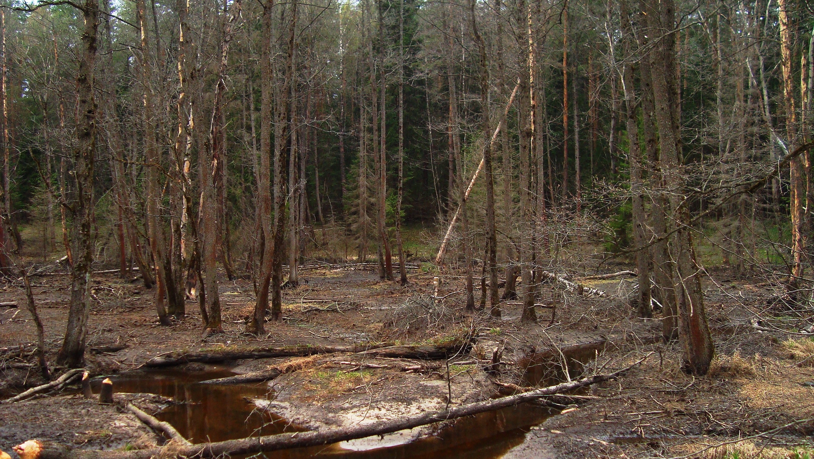 Bare trees in a forest swamp