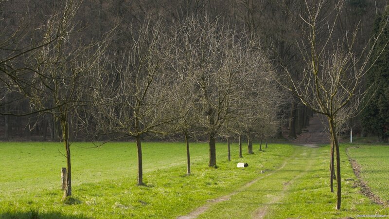 Bare trees in a green field