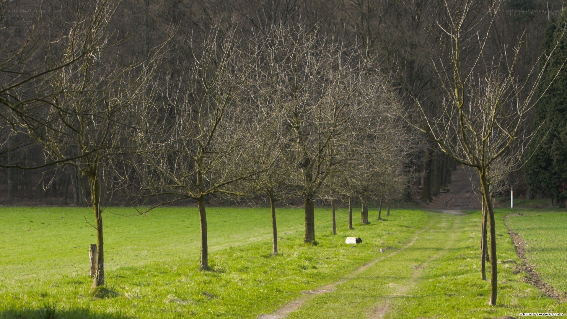 Bare trees in a green field